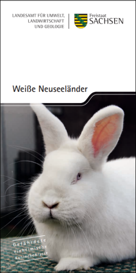 Weiße Neuseeländer