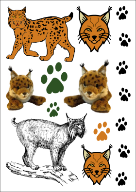 Vorschaubild zum Artikel Kinder-Tattoos zum Luchsprojekt „RELynx Sachsen“