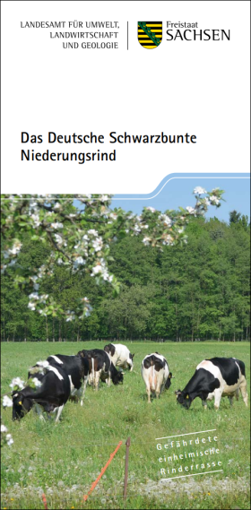 Das Deutsche Schwarzbunte Niederungsrind