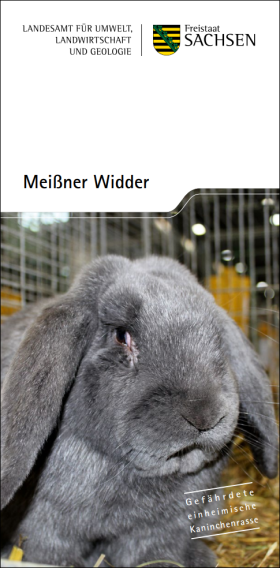 Vorschaubild zum Artikel Meißner Widder