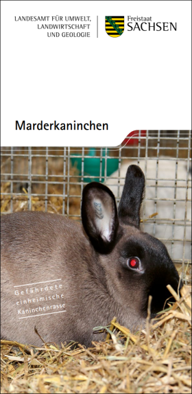 Vorschaubild zum Artikel Marderkaninchen