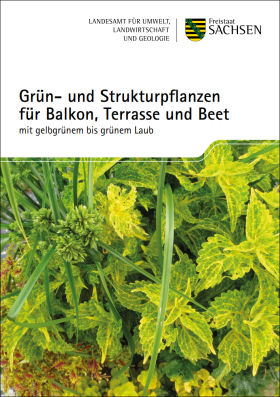Vorschaubild zum Artikel Grün- und Strukturpflanzen  für Balkon, Terrasse und Beet