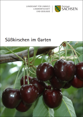 Vorschaubild zum Artikel Süßkirschen im Garten