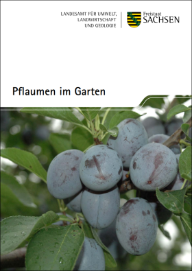 Vorschaubild zum Artikel Pflaumen im Garten