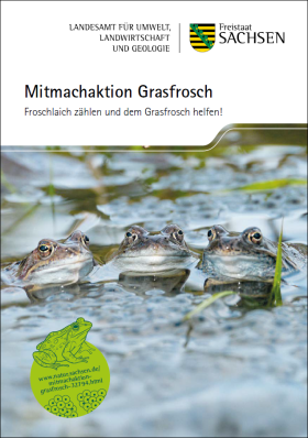 Mitmachaktion Grasfrosch