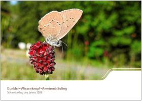 Dunkler Wiesenknopfameisenbläuling - Schmetterling des Jahres 2026