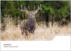 Rothirsch - Wildtier des Jahres 2026
