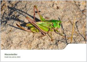 Warzenbeißer - Insekt des Jahres 2026