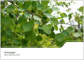Zitterpappel - Baum des Jahres 2026
