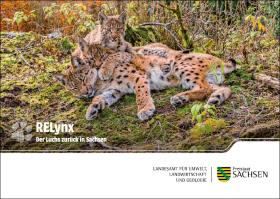 Postkarte Der Luchs zurück in Sachsen: RELynx 3 von 5