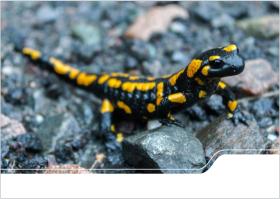 Titel Postkarte Feuersalamander